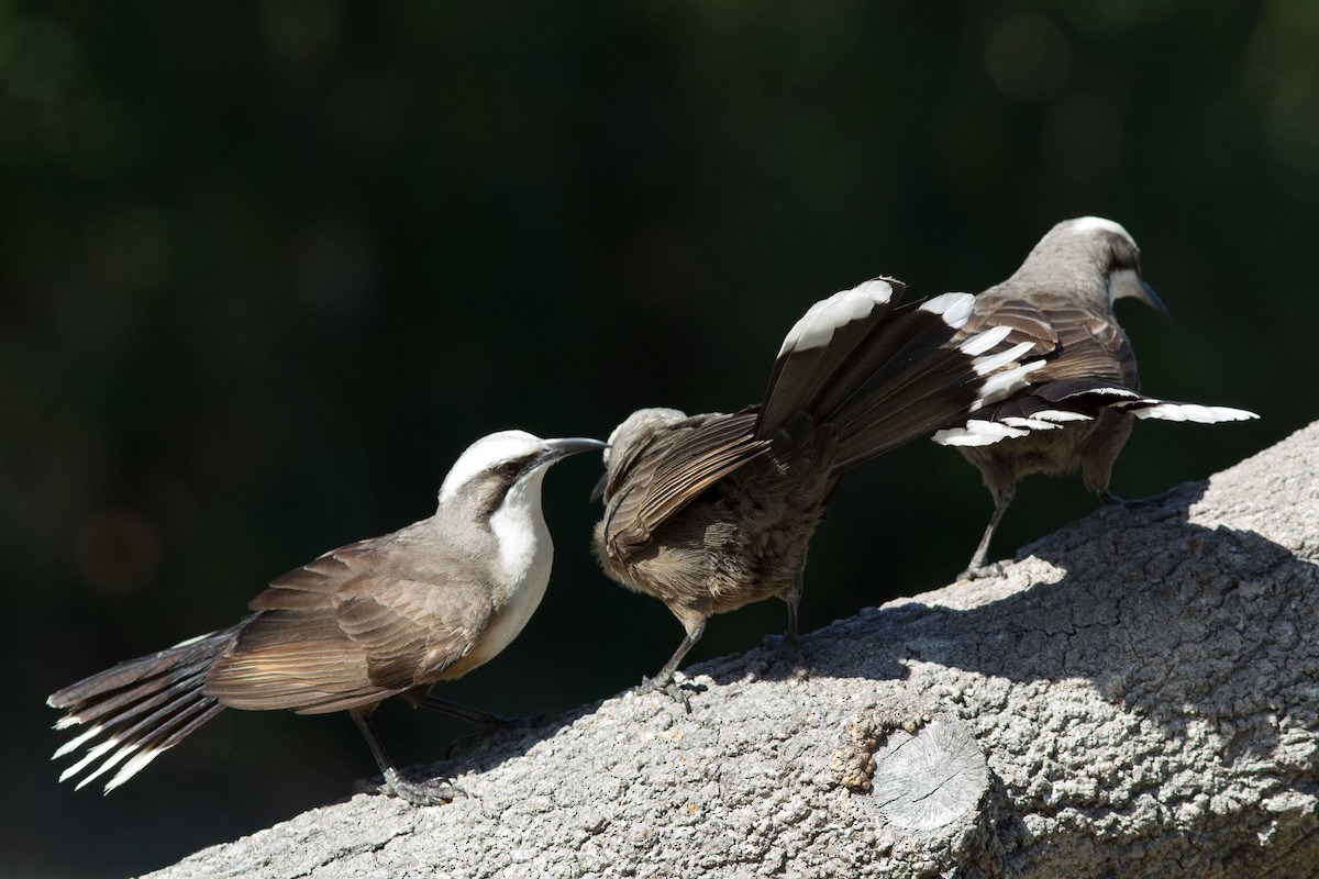 Gray-crowned Babbler - ML243167431