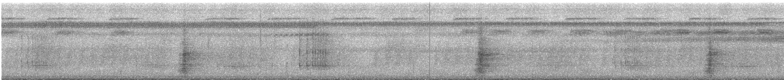 Серокрылый трубач (napensis) - ML243168