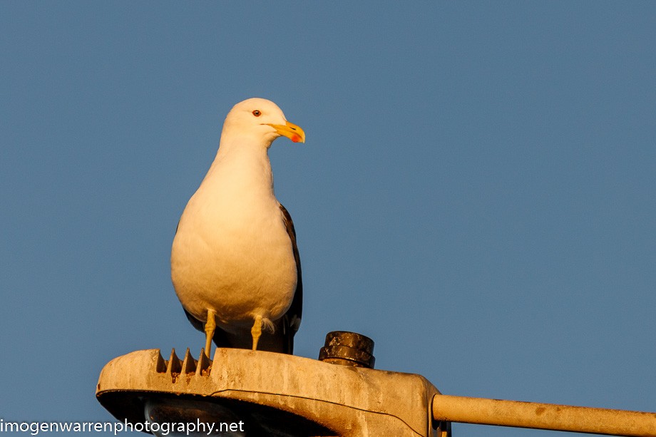 Kelp Gull - ML243169521