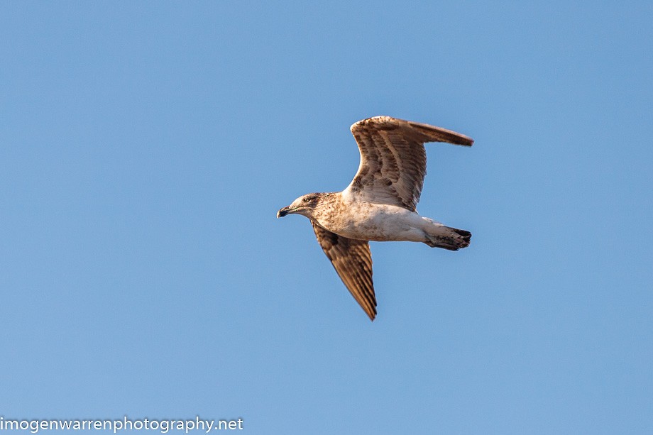 Kelp Gull - ML243169731