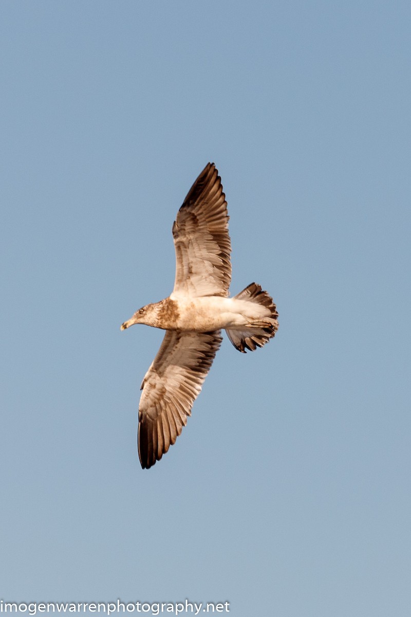 Kelp Gull - ML243170001