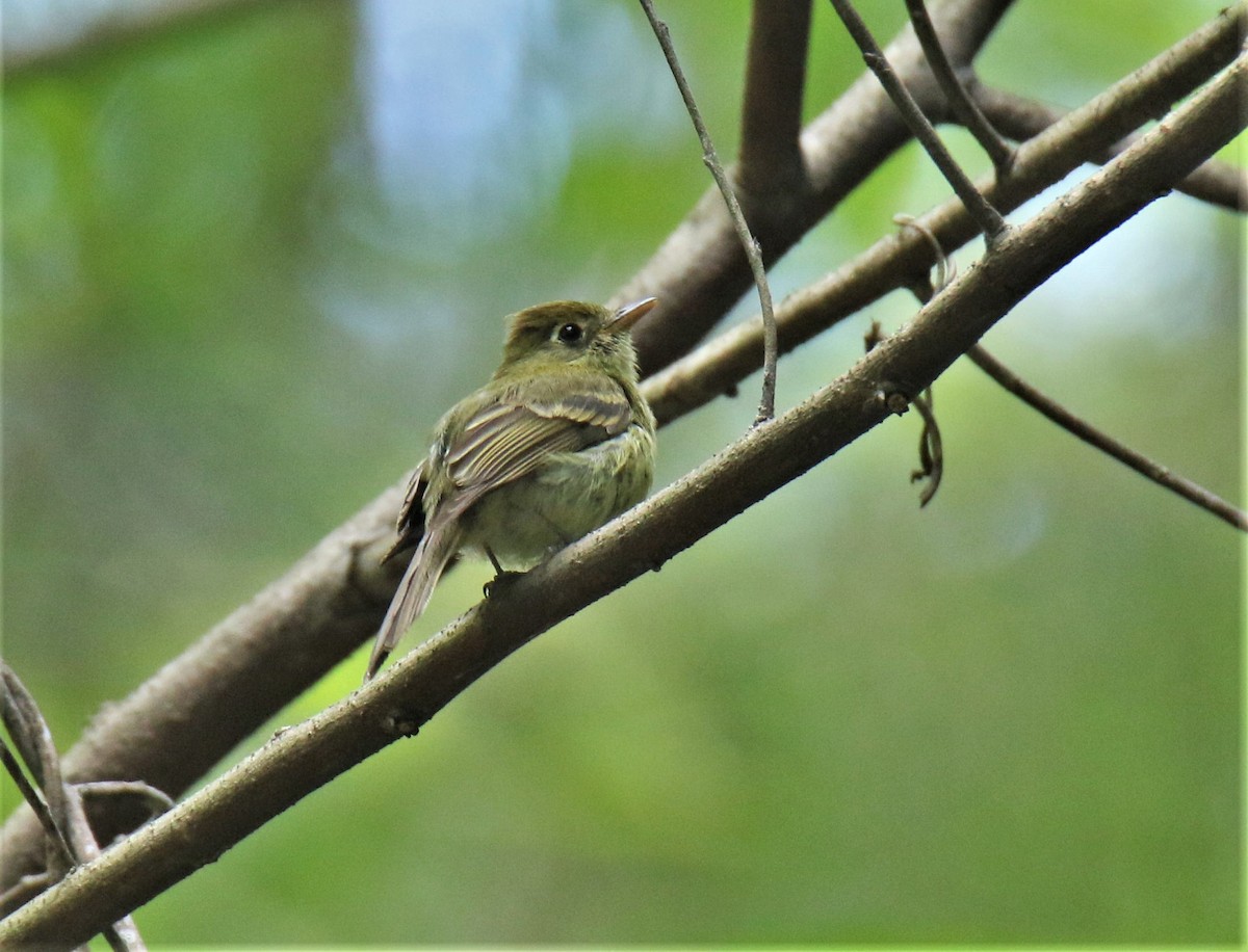 Yellowish Flycatcher - ML243171671