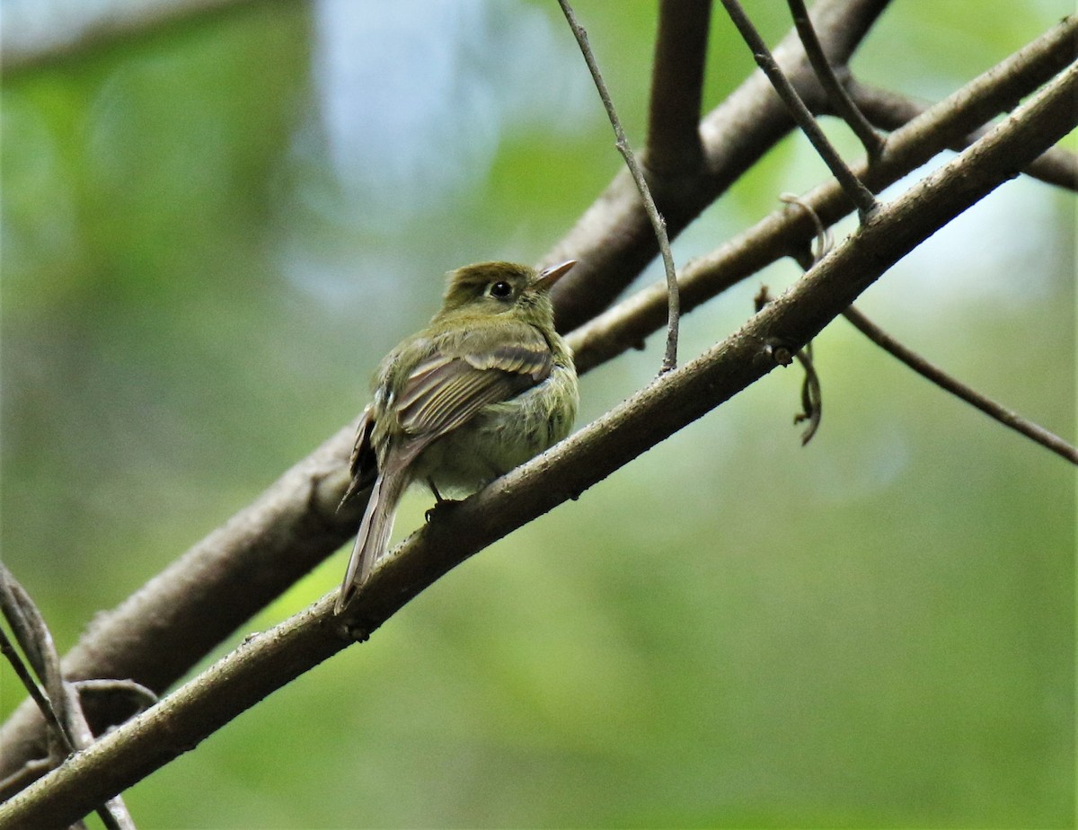 Yellowish Flycatcher - ML243171681