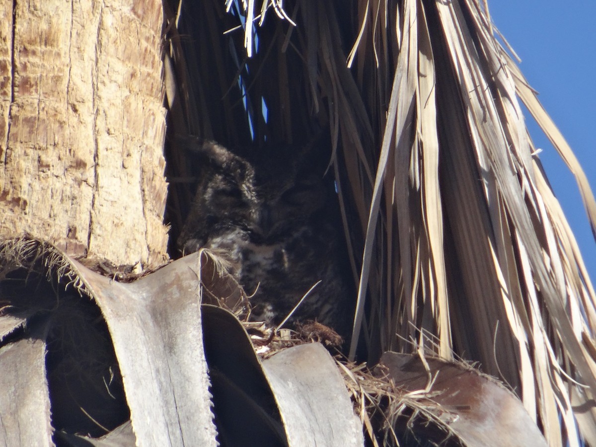 Great Horned Owl - ML24317221