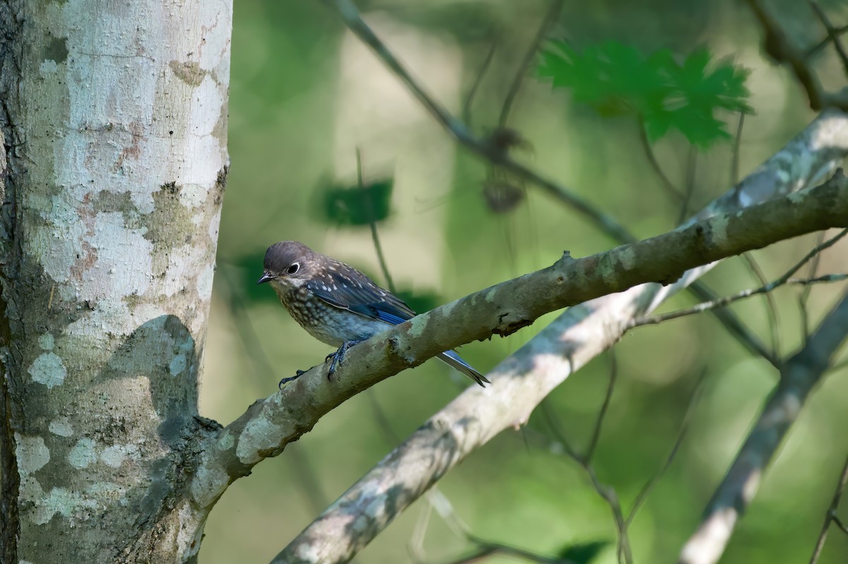 Eastern Bluebird - ML243172681