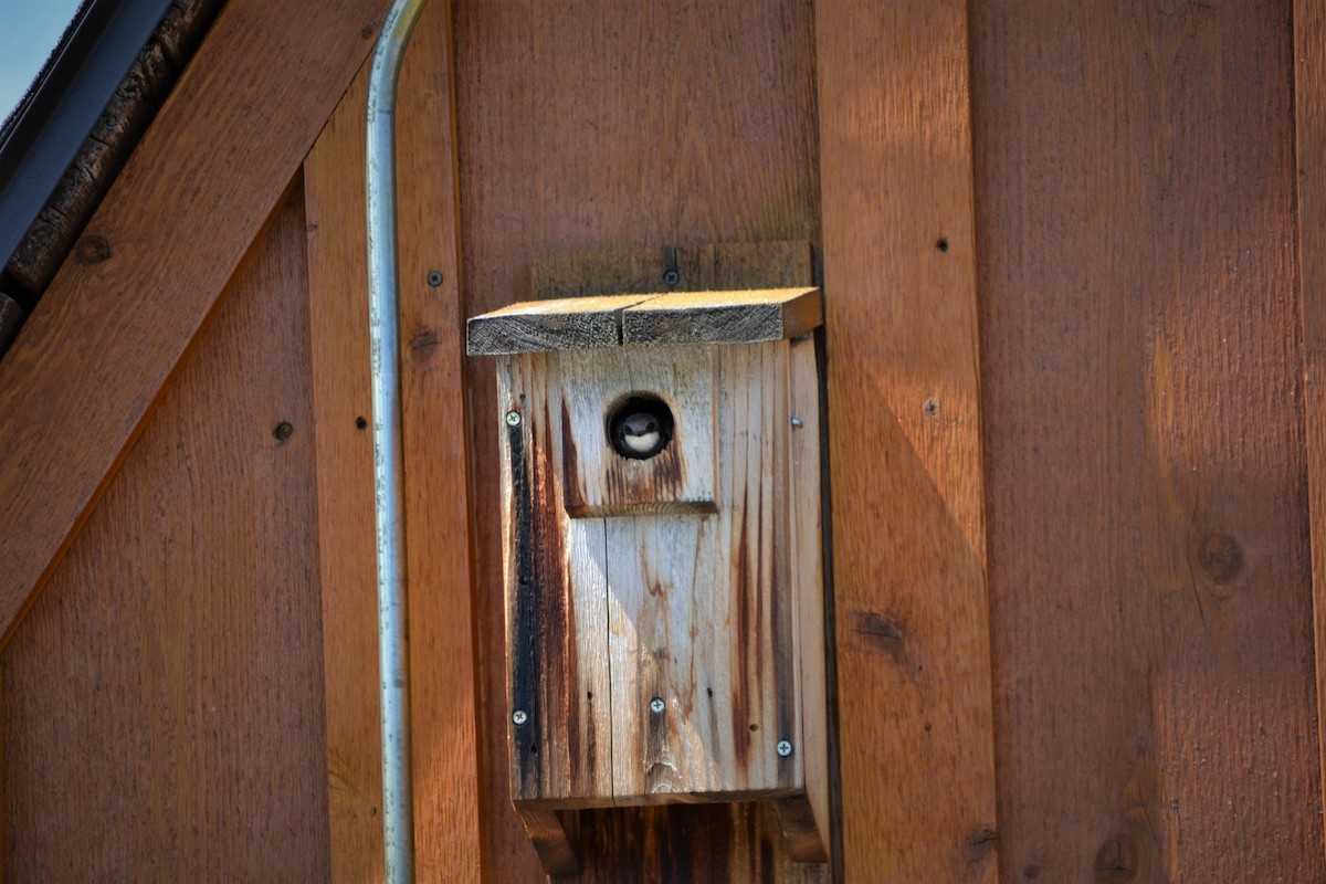 Golondrina Bicolor - ML243173201