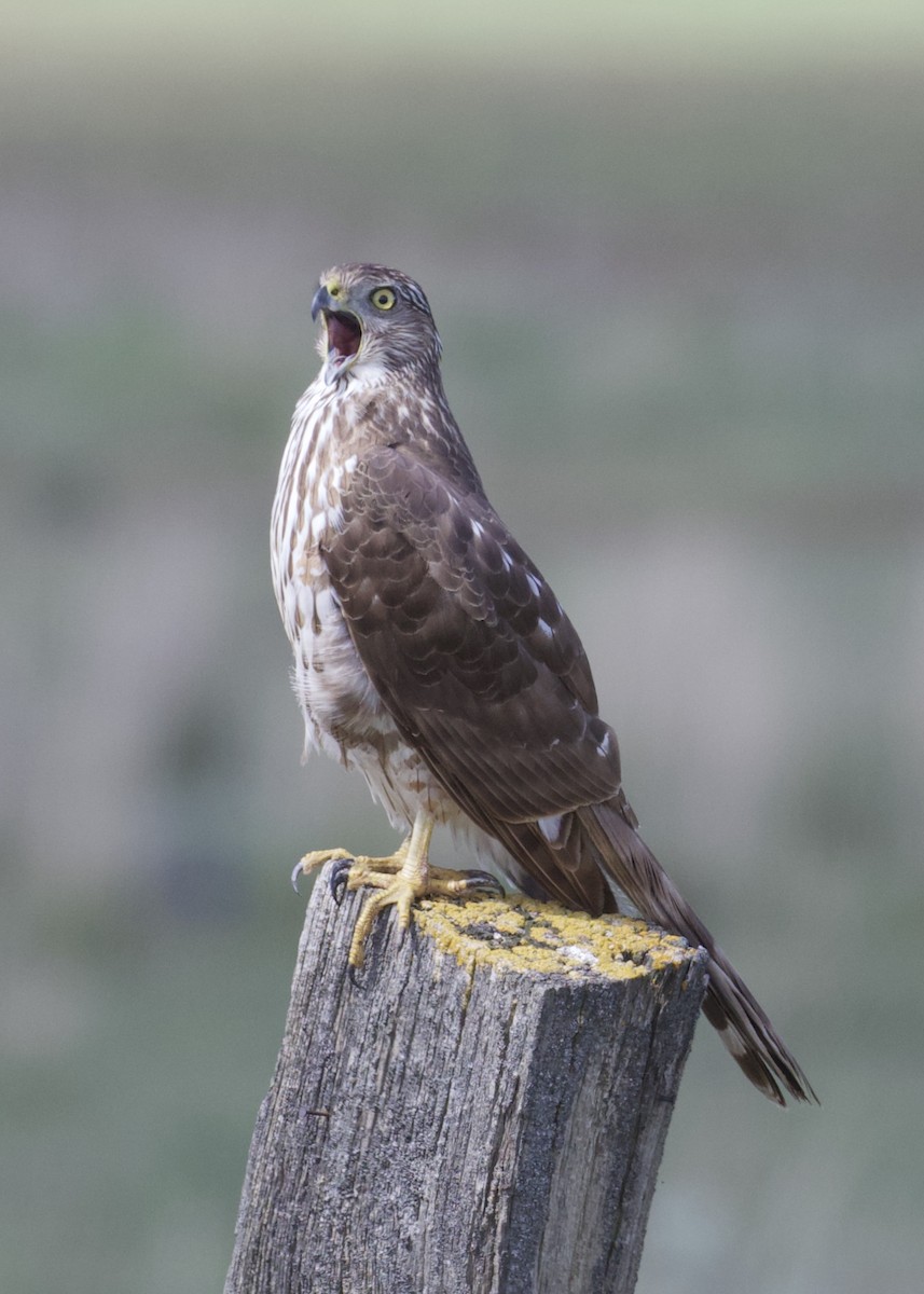 Cooper's Hawk - ML243174821