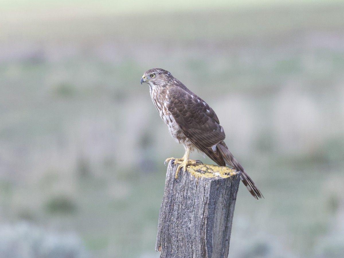 Cooper's Hawk - ML243174831