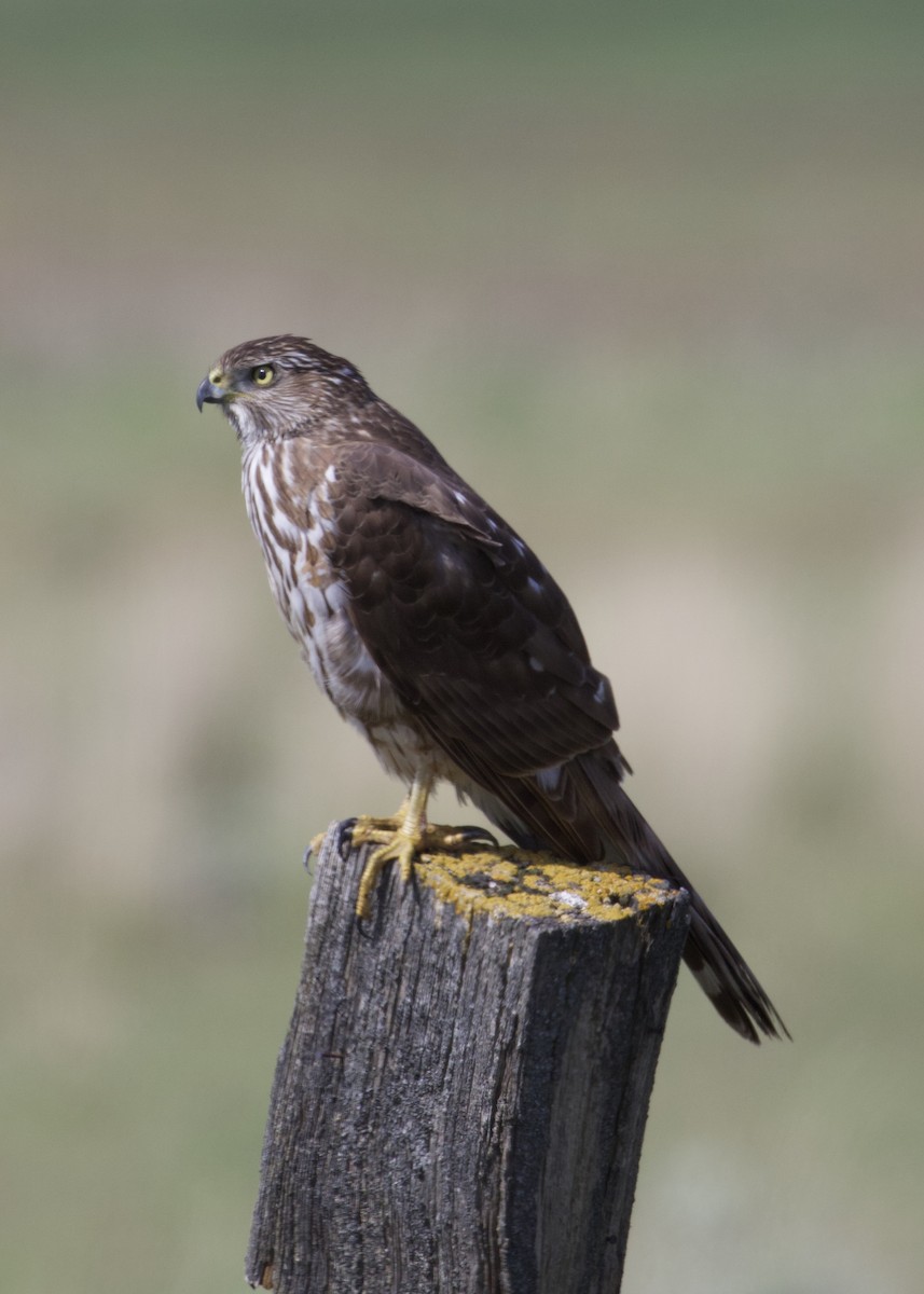 Cooper's Hawk - ML243174841