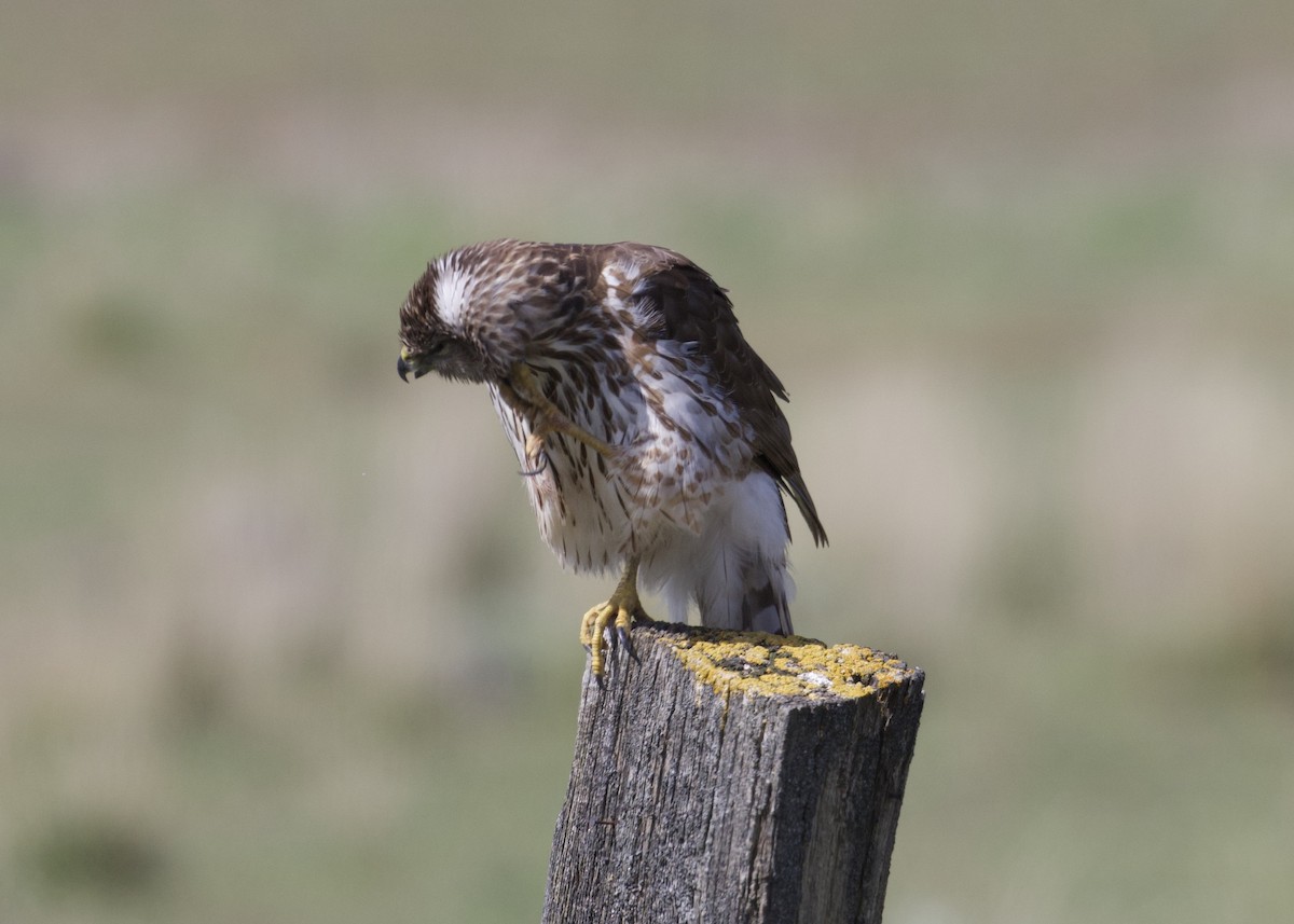 Cooper's Hawk - ML243174851