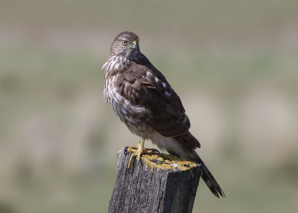 Cooper's Hawk - ML243174871