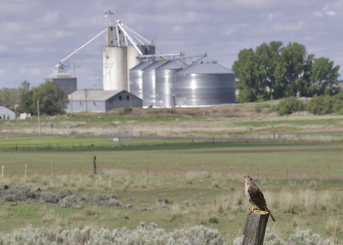 Cooper's Hawk - ML243174891
