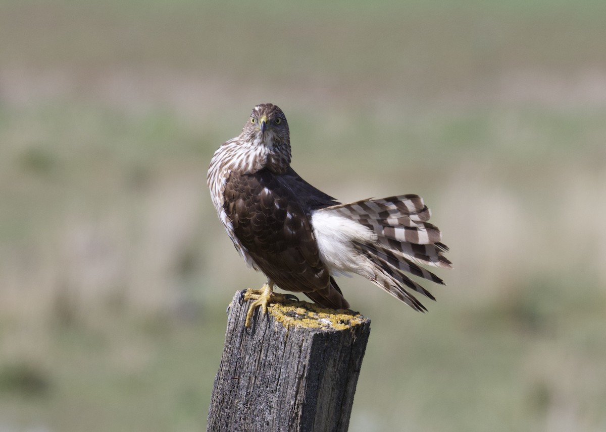 Cooper's Hawk - ML243174901