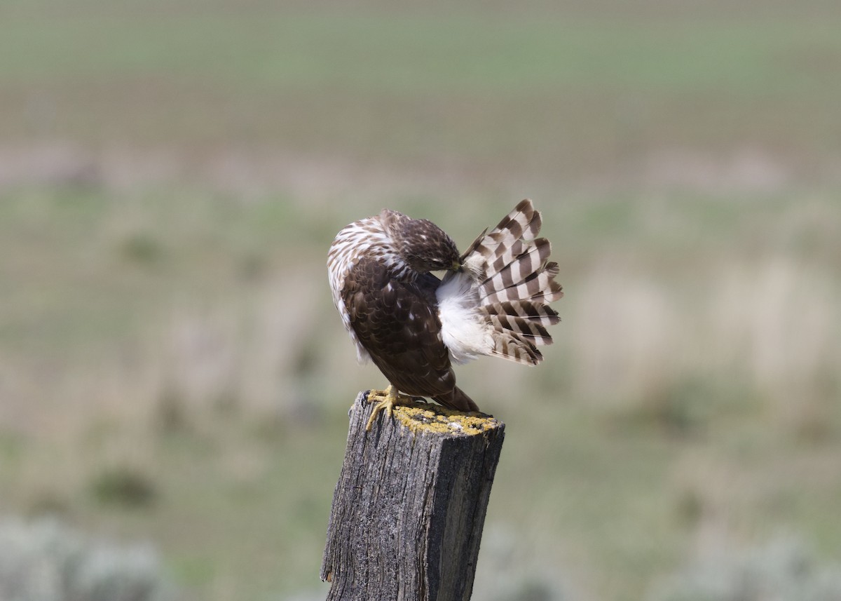 Cooper's Hawk - ML243174911
