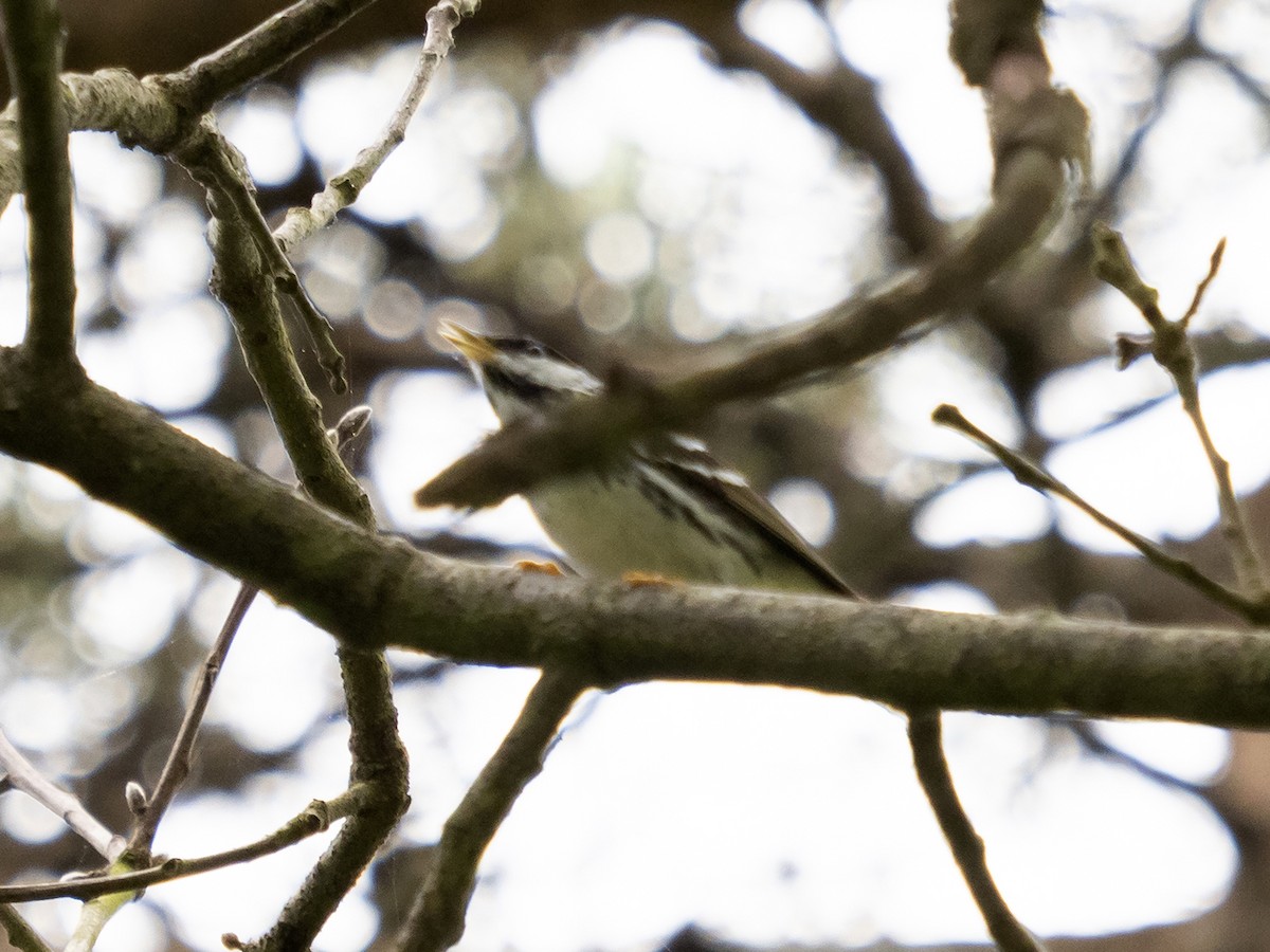 Blackpoll Warbler - ML243175121