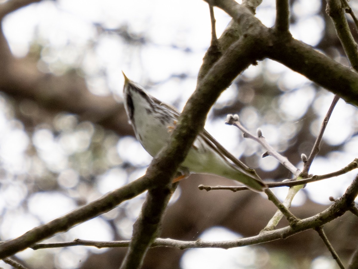 Blackpoll Warbler - ML243175161