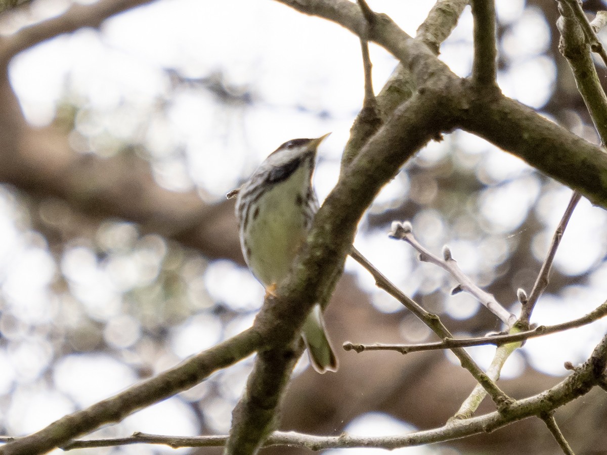 Blackpoll Warbler - ML243175191