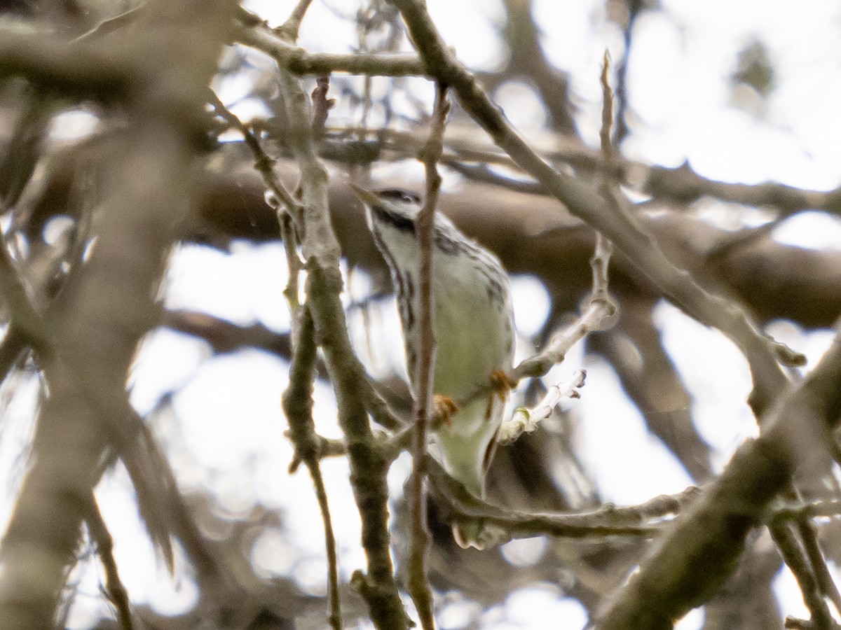 Blackpoll Warbler - ML243175291