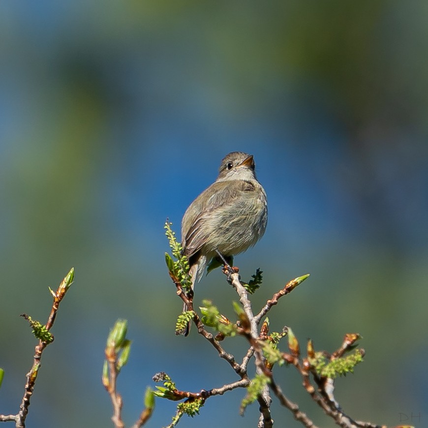 Dusky Flycatcher - ML243176701