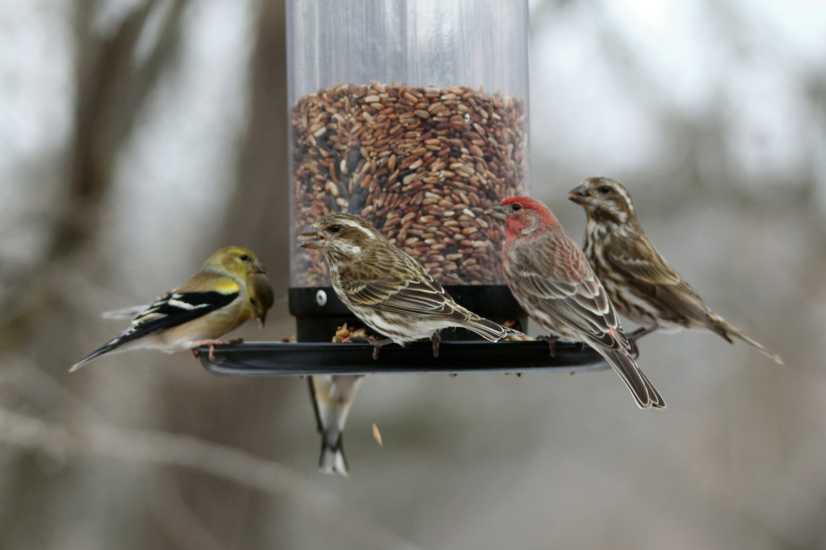 Purple Finch - ML24317681