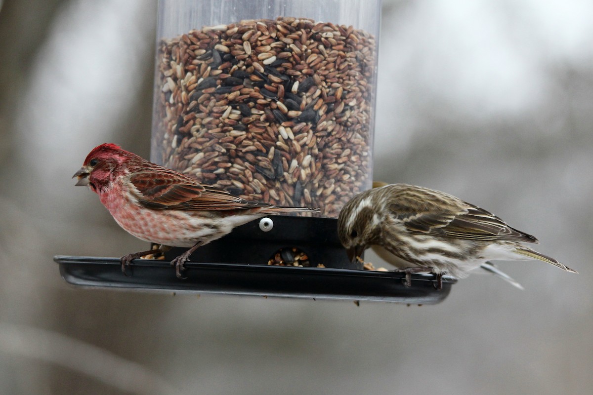 Purple Finch - ML24317711