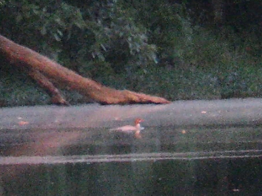 Common Merganser - Teresa Noel