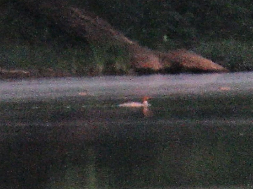 Common Merganser - Teresa Noel