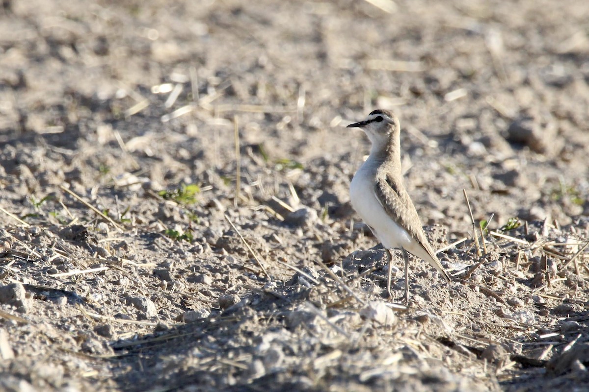 Mountain Plover - Peter Binstock