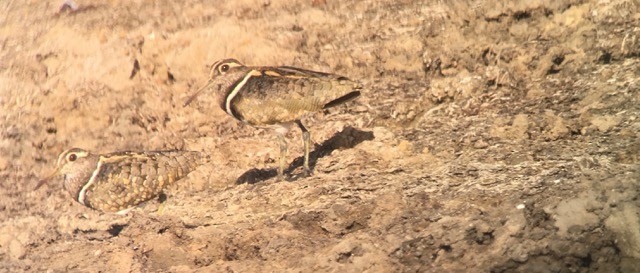 Australian Painted-Snipe - ML243183891