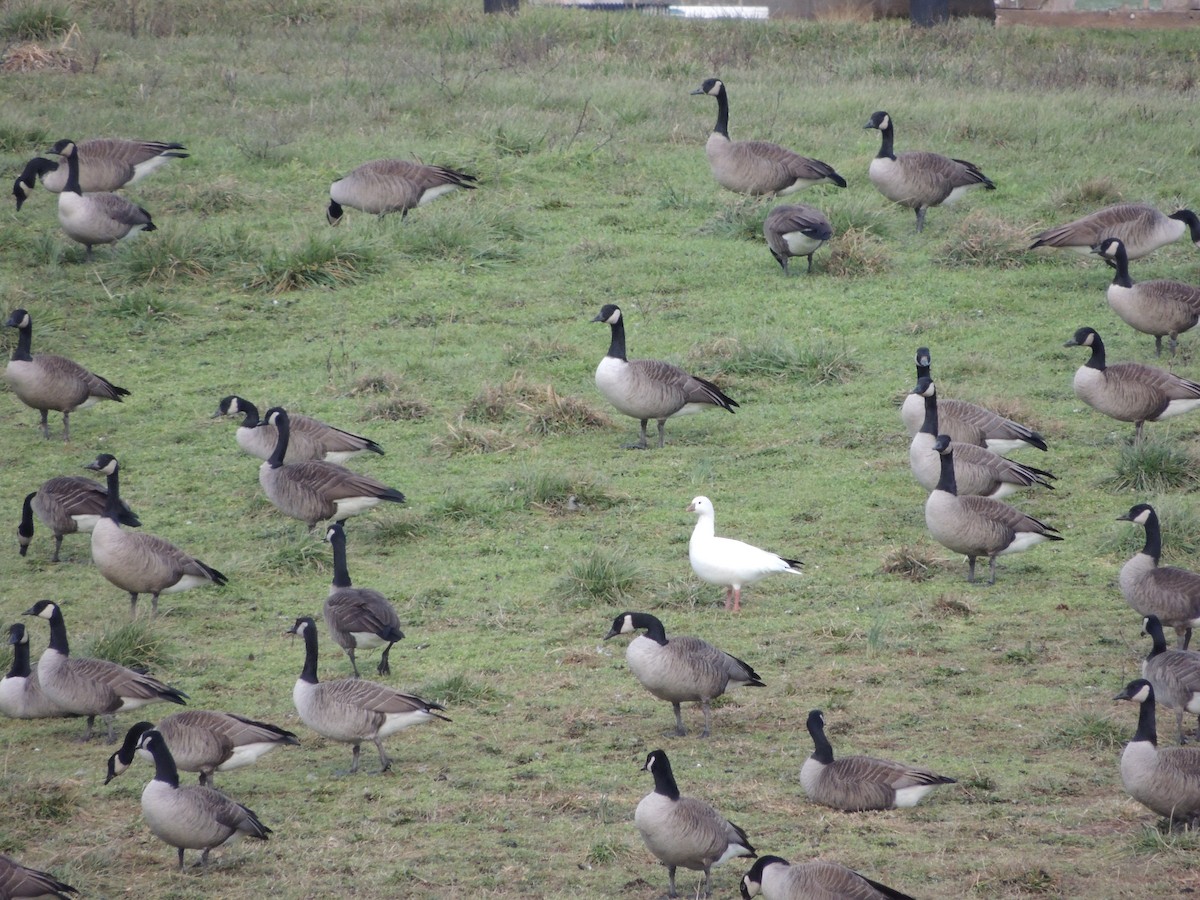 Ross's Goose - ML24318461