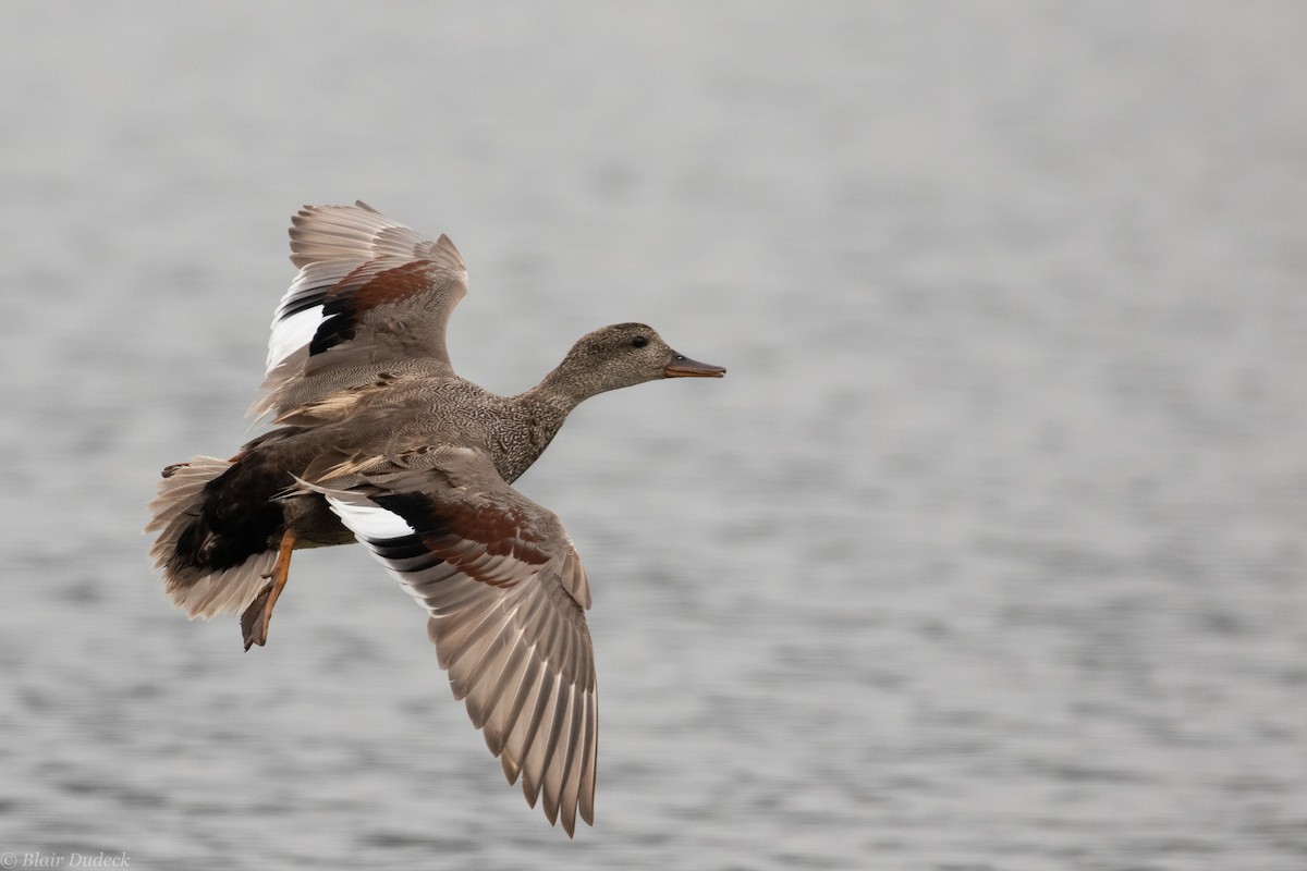 Gadwall - Blair Dudeck