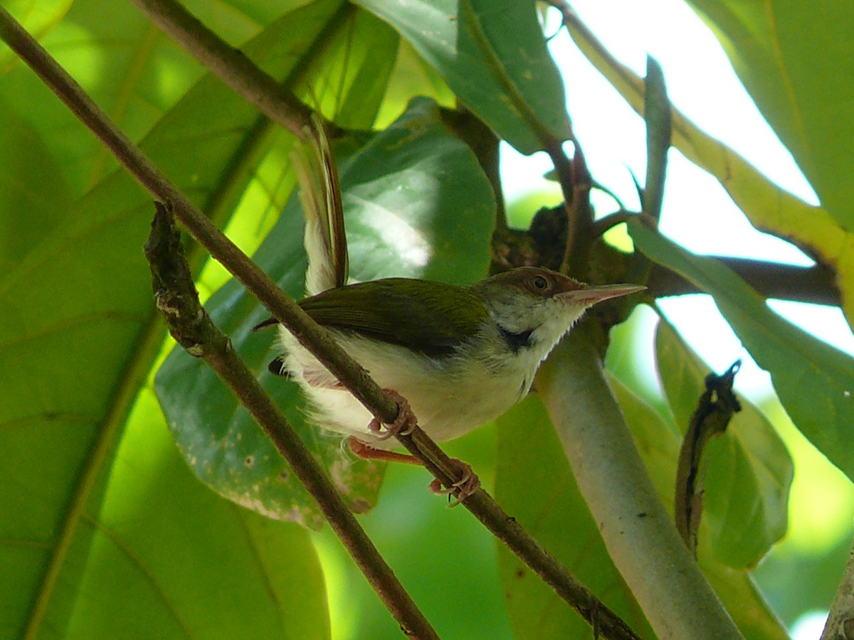Common Tailorbird - ML243184911