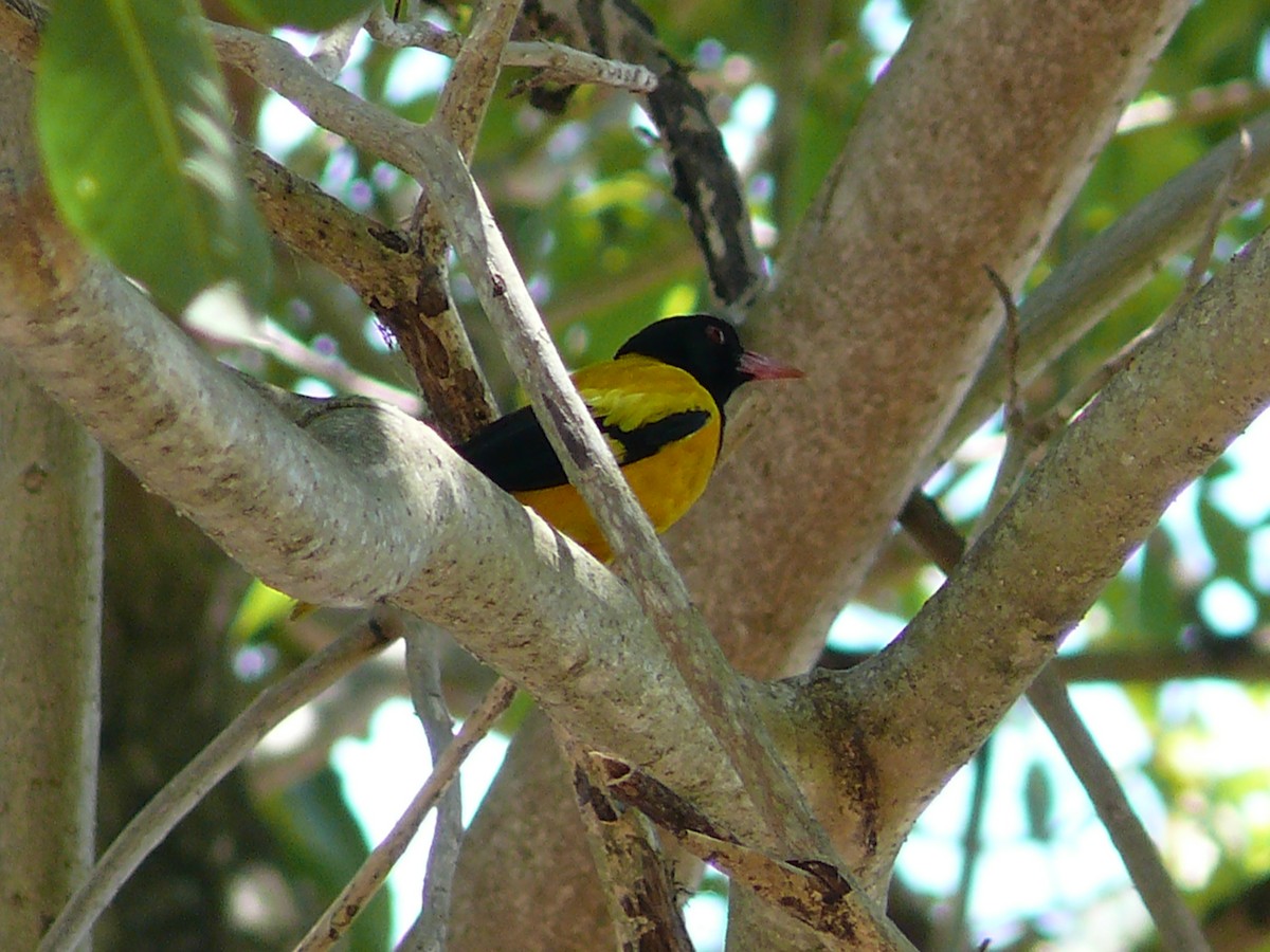 Black-hooded Oriole - ML243184931