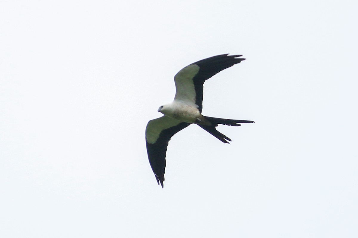 Swallow-tailed Kite - David Garrigues