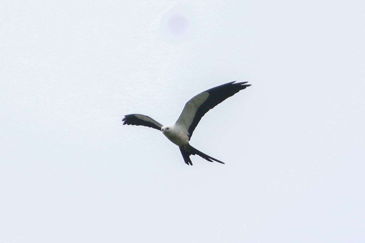 Swallow-tailed Kite - David Garrigues