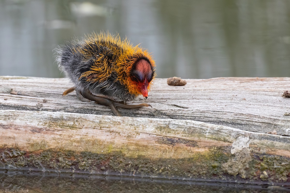 American Coot - Blair Dudeck