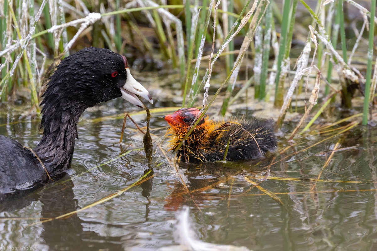 American Coot - ML243185151