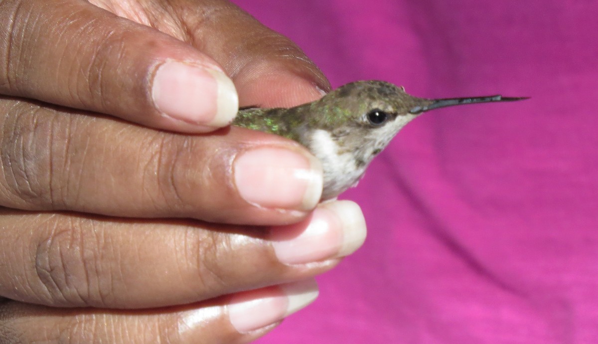 Black-chinned Hummingbird - ML24318551