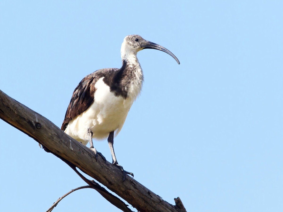 ibis slámokrký - ML243189791