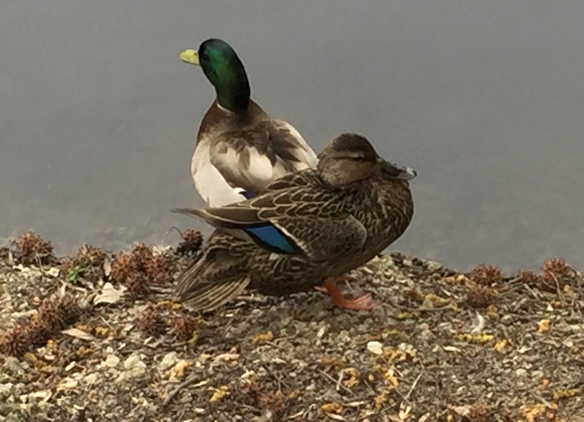 Mallard - ML243190081