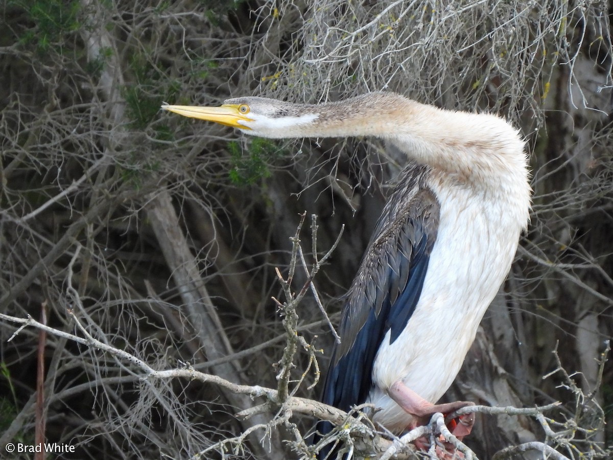 anhinga australská - ML243190181