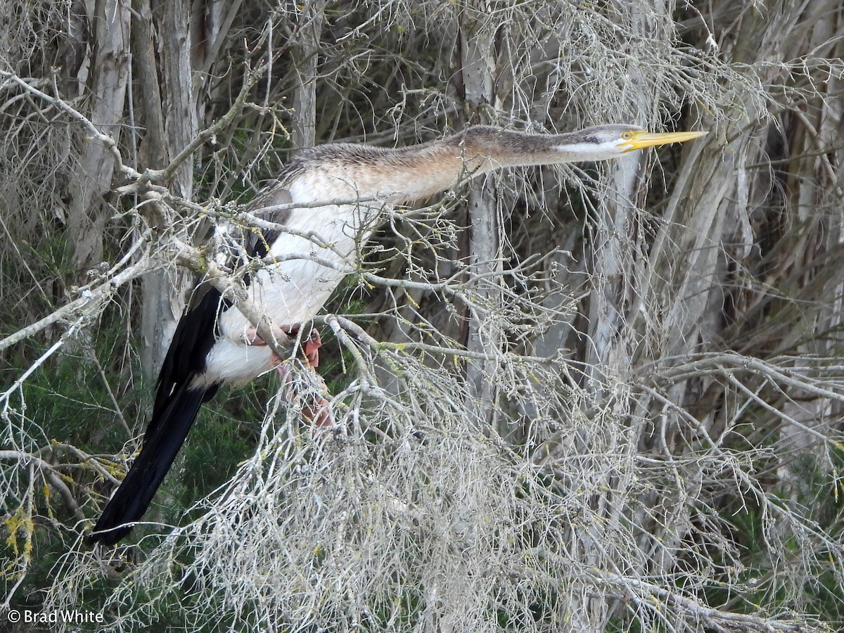 anhinga australská - ML243190201