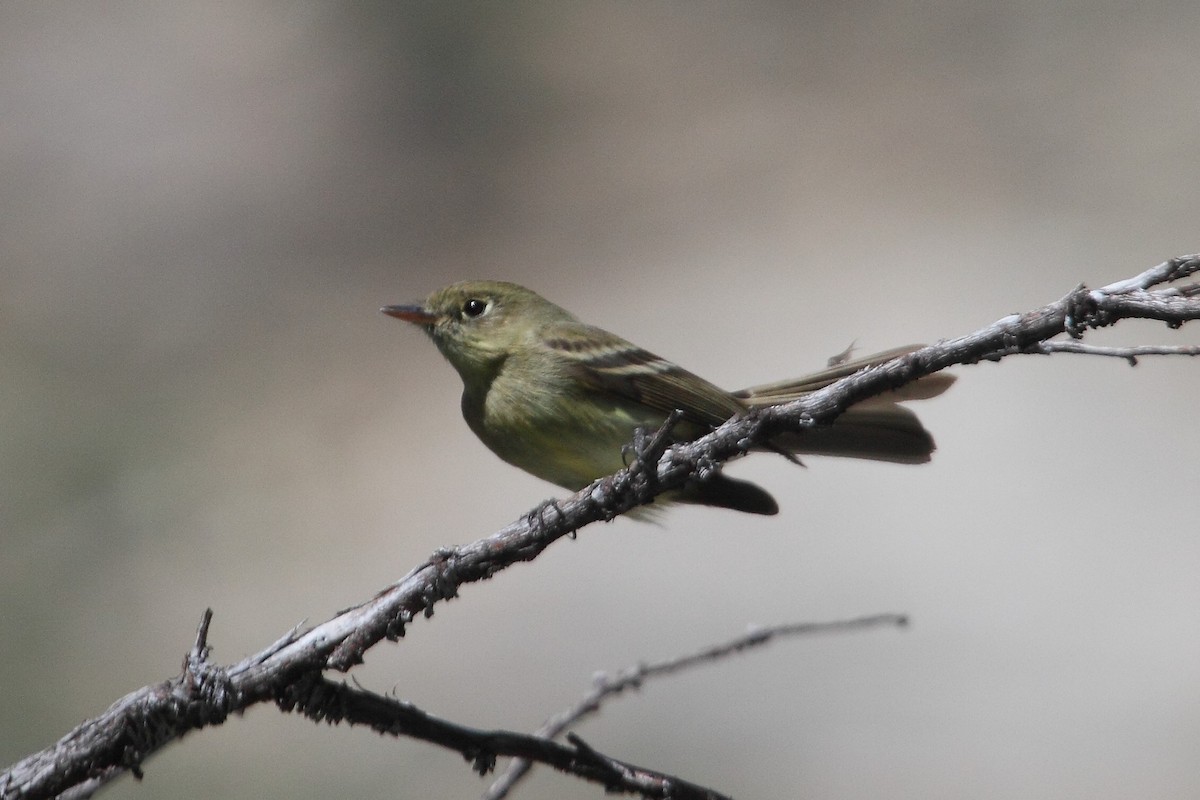 Western Flycatcher (Cordilleran) - ML243191721