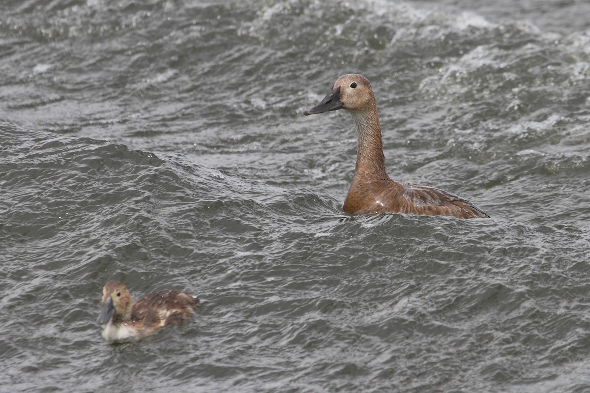 Canvasback - Rob Lowry