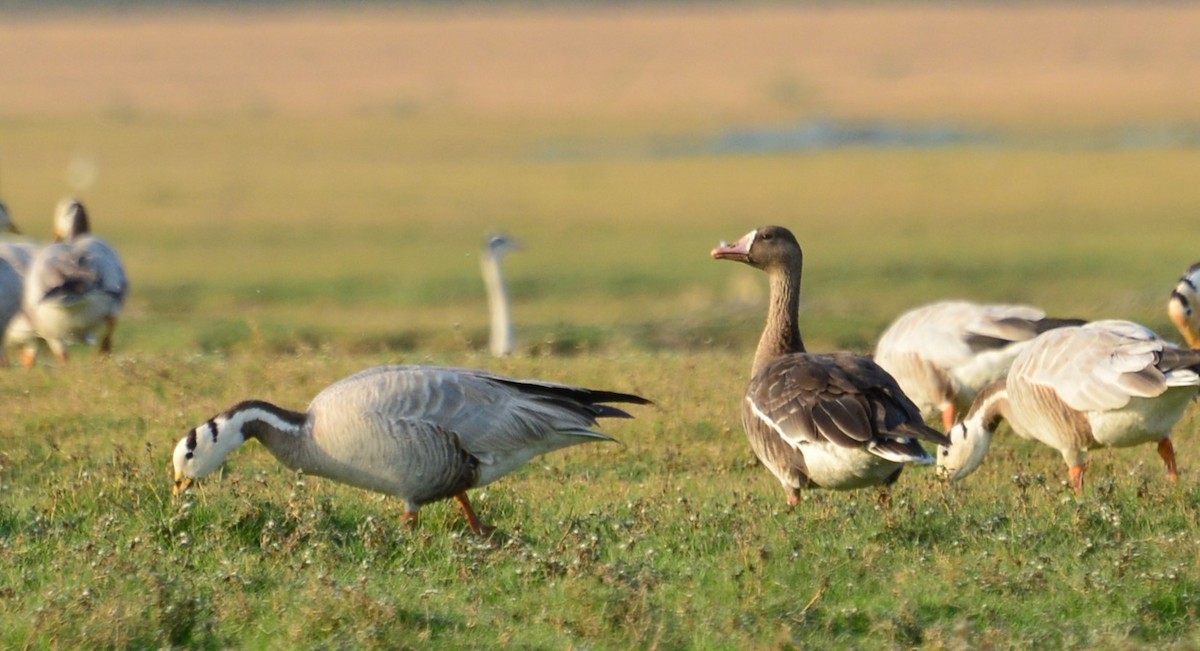 Greater White-fronted Goose - ML243193531