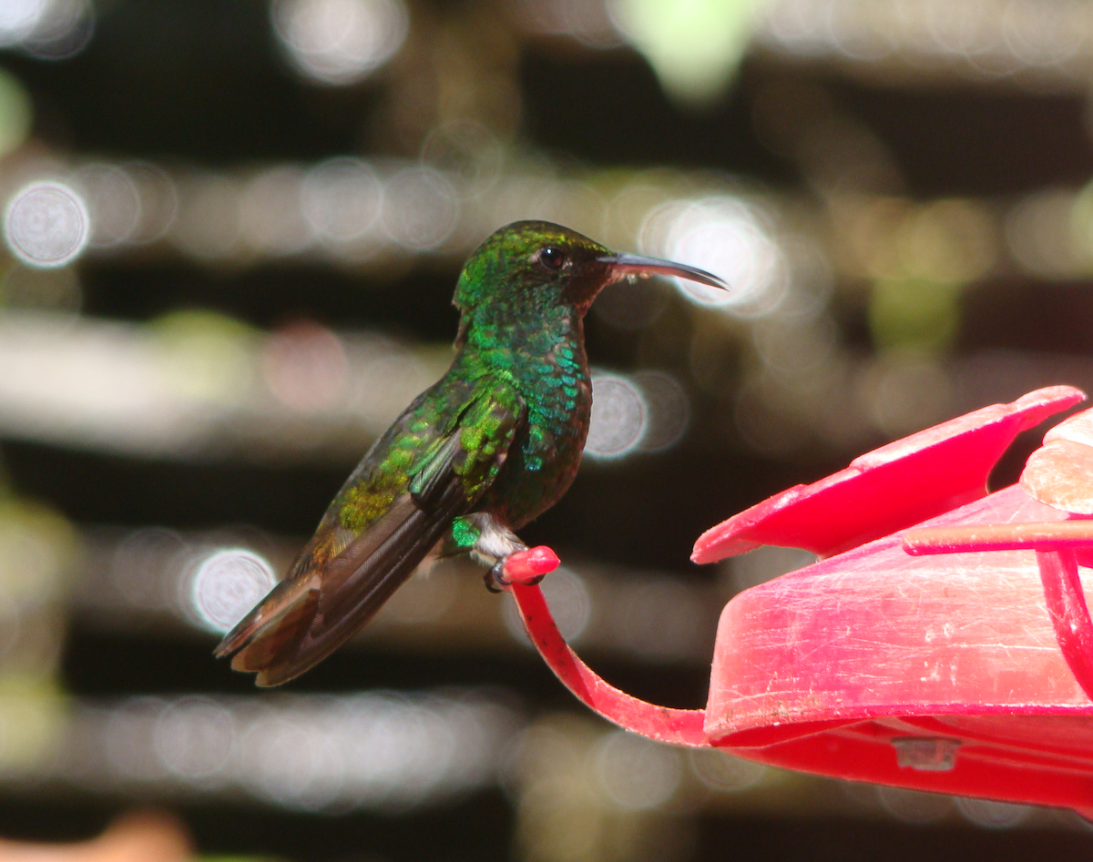 Coppery-headed Emerald - ML243193901