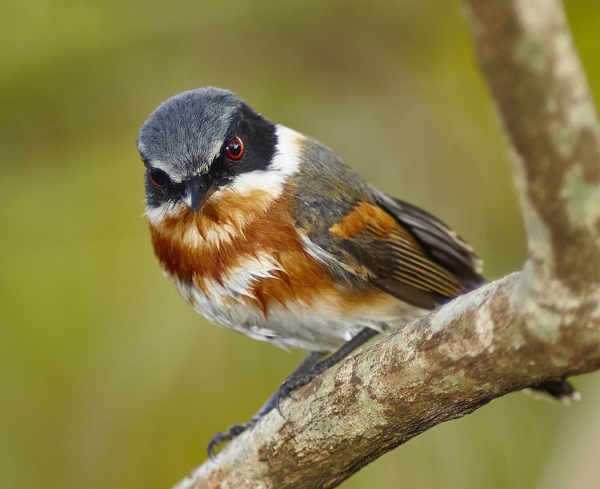 Cape/Malawi Batis - Roland Bischoff