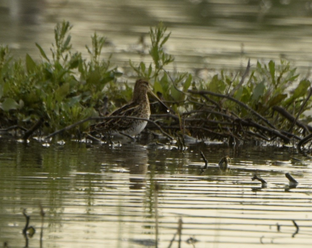 Common Snipe - ML243194461