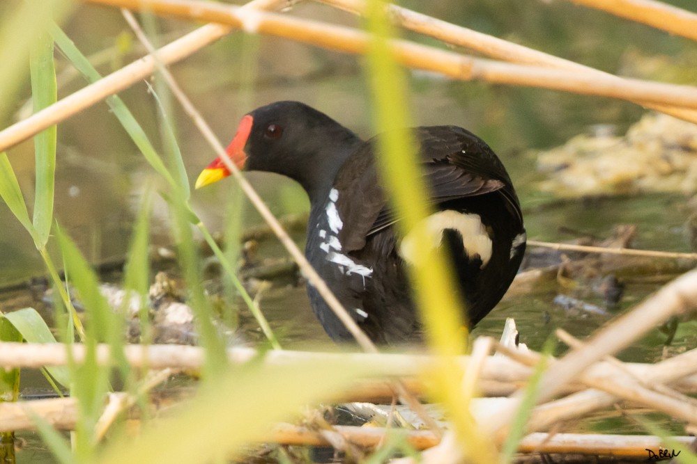 Eurasian Moorhen - Dobrin Botev