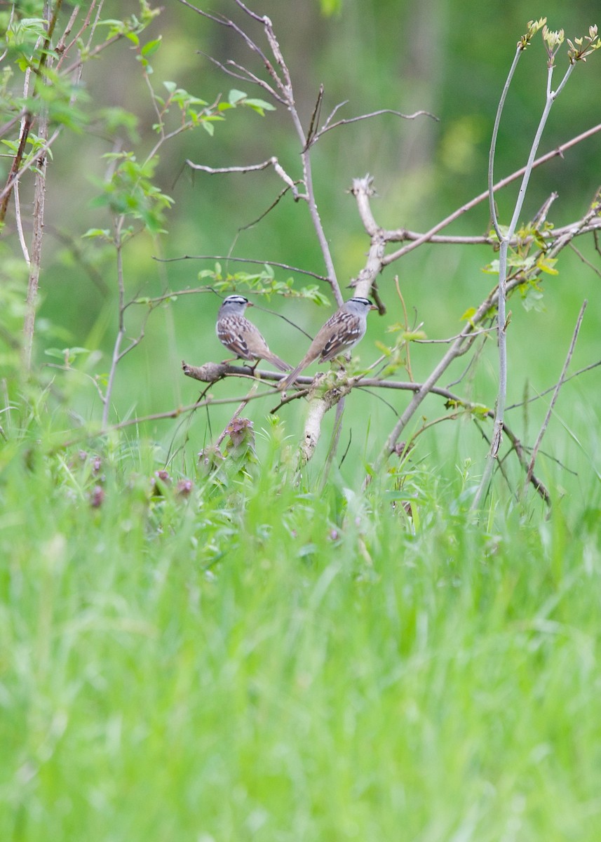 White-crowned Sparrow - Jon Cefus